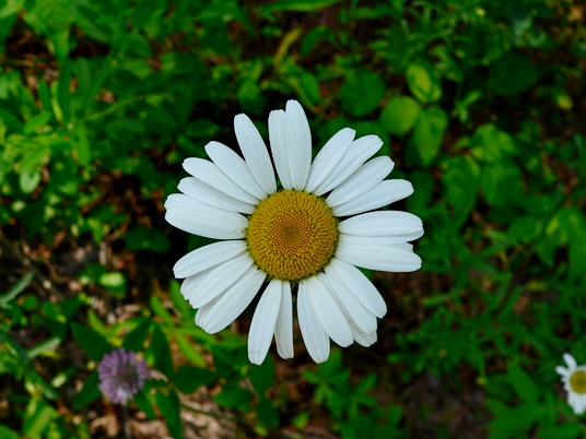 {Leucanthemum vulgare}
